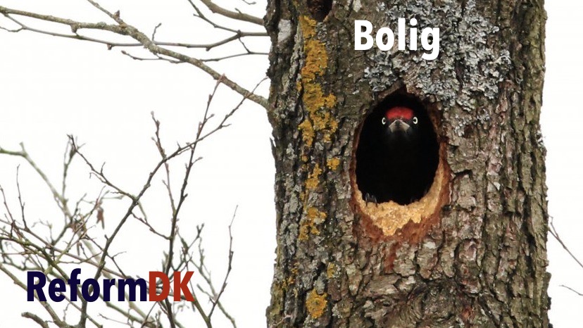 You are currently viewing BOLIG